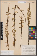 Foto von Salix eleagnos Scop.